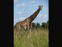 Rothschild Giraffe by Diane Hardwick